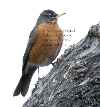 American robin on tree branch