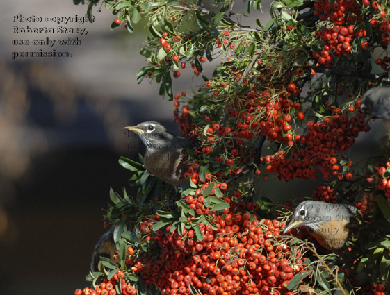 two American robins on pyracantha bush