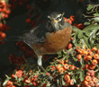 American robin on pyracantha bush