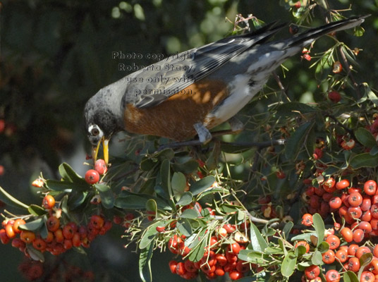 American robin picking a pyracantha berry