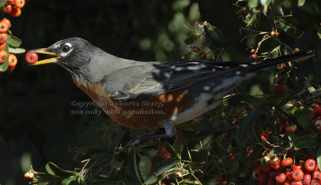 American robin with pyracantha berry in its mouth