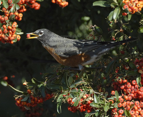 American robin about to eat a pyracantha berry