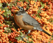 open-mouthed American robin about to grab a pyracantha berry 