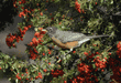 American robin on pyracantha plant