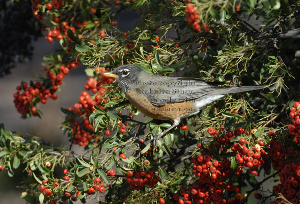 American robin on pyracantha plant