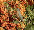 American robin holding a pyracantha berry