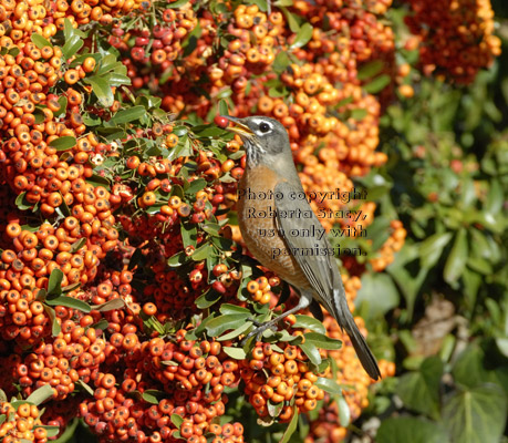 American robin holding a pyracantha berry