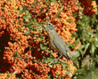 American robin swallowing a pyracantha berry