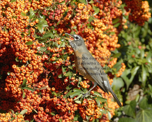 American robin swallowing a pyracantha berry