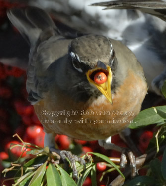 American robin ready to swallow a pyracantha berry