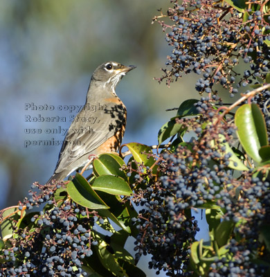 American robin