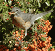 American robin holding pyracantha berry in its bill