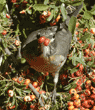 American robin holding double pyracantha berry in its bill