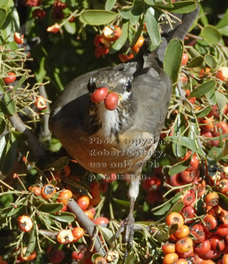 American robin holding double pyracantha berry in its bill