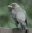 American robin, rear view