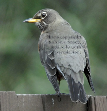 American robin, rear view