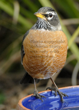 American robin standing on edge of birdbath