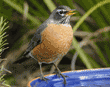 open-mouthed American robin on edge of birdbath