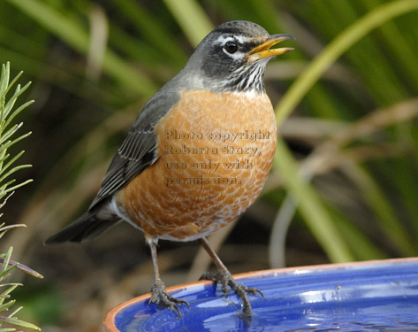 open-mouthed American robin on edge of birdbath