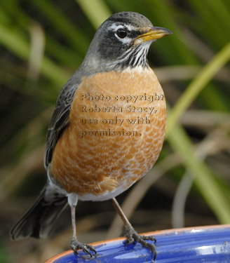 American robin standing on birdbath