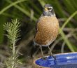 American robin standing on edge of birdbath