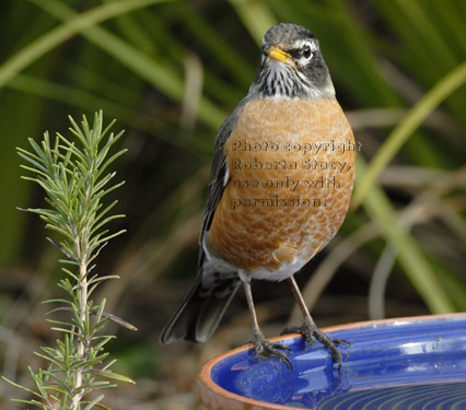 American robin standing on edge of birdbath