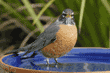 American robin standing in birdbath