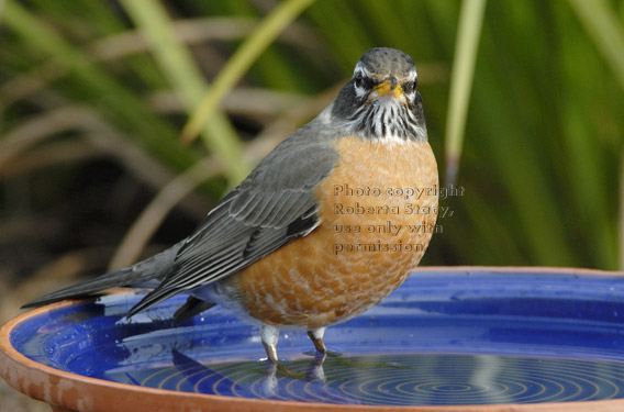 American robin standing in birdbath