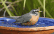 American robin in birdbath