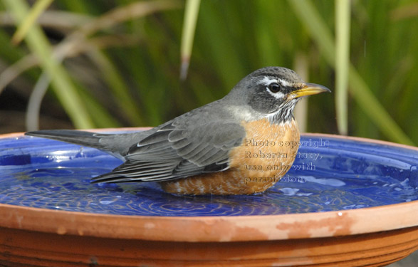 American robin in birdbath