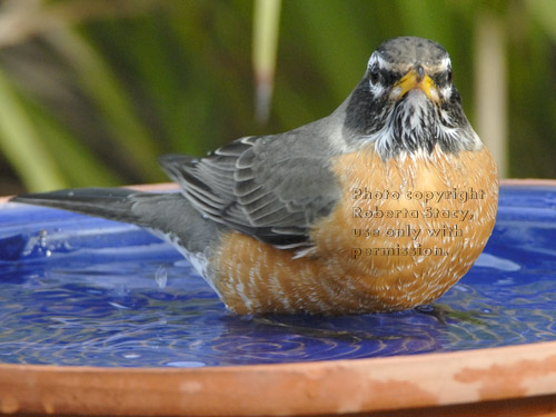 American robin in birdbath