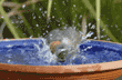 American robin splashing in birdbath