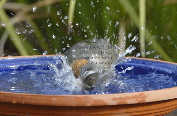 American robin splashing in birdbath