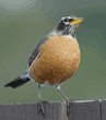 American robin standing on fence