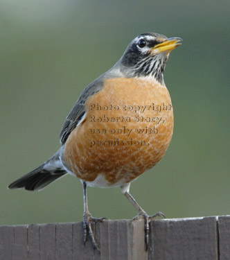 American robin standing on fence