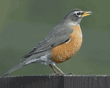 American robin on fence