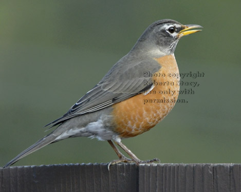 American robin on fence