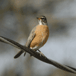 American robin on overhead wire