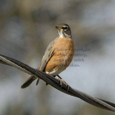 American robin on overhead wire