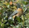 American robin