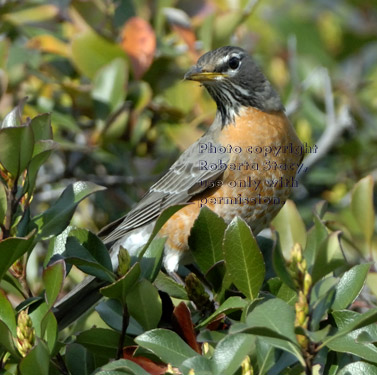 American robin