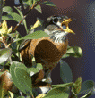 American robin eating berry