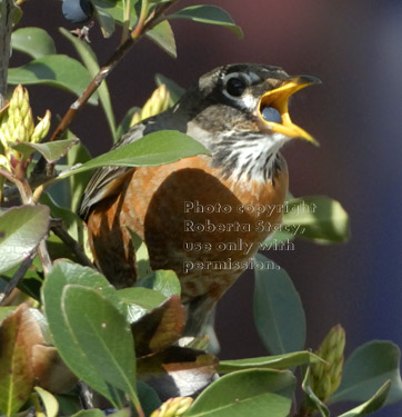 American robin eating berry