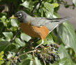 American robin on berry branch
