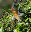 American robin on English ivy