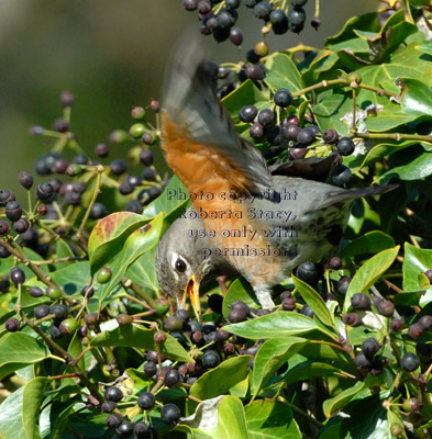 American robin on English ivy