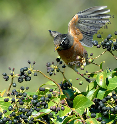 landing American robin aiming for berries on English ivy branches