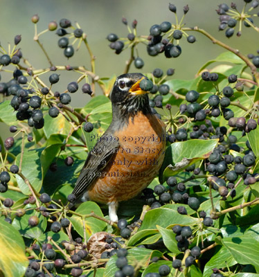 American robin eating blue English ivy berry