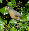 American robin swallowing berry of English ivy plant