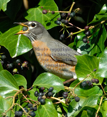 American robin swallowing berry of English ivy plant